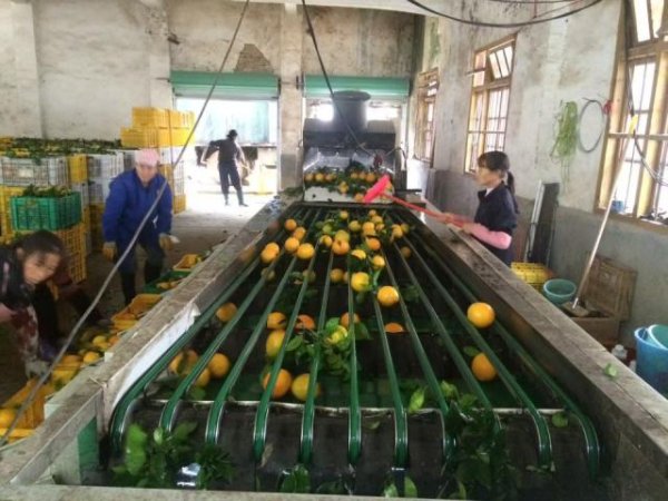 网上实盘合法配资平台公布 2万月薪吃不起百果园？这些进口高端水果正在被国产平替掉